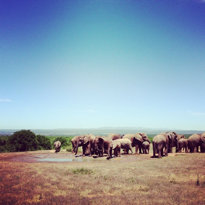 
Addo Elephant National Park
 in Addo