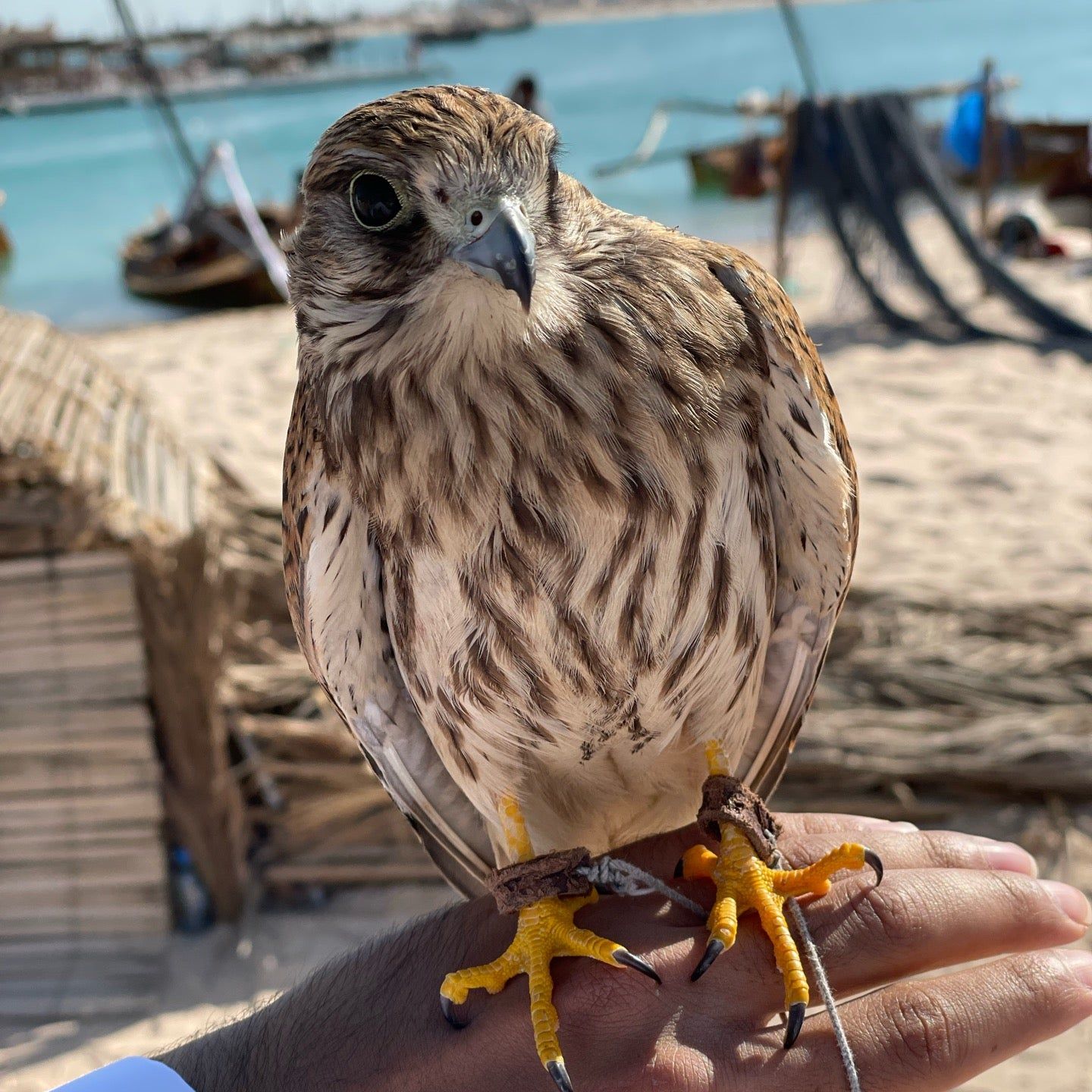 
Al Yazwa Public Beach
 in Doha