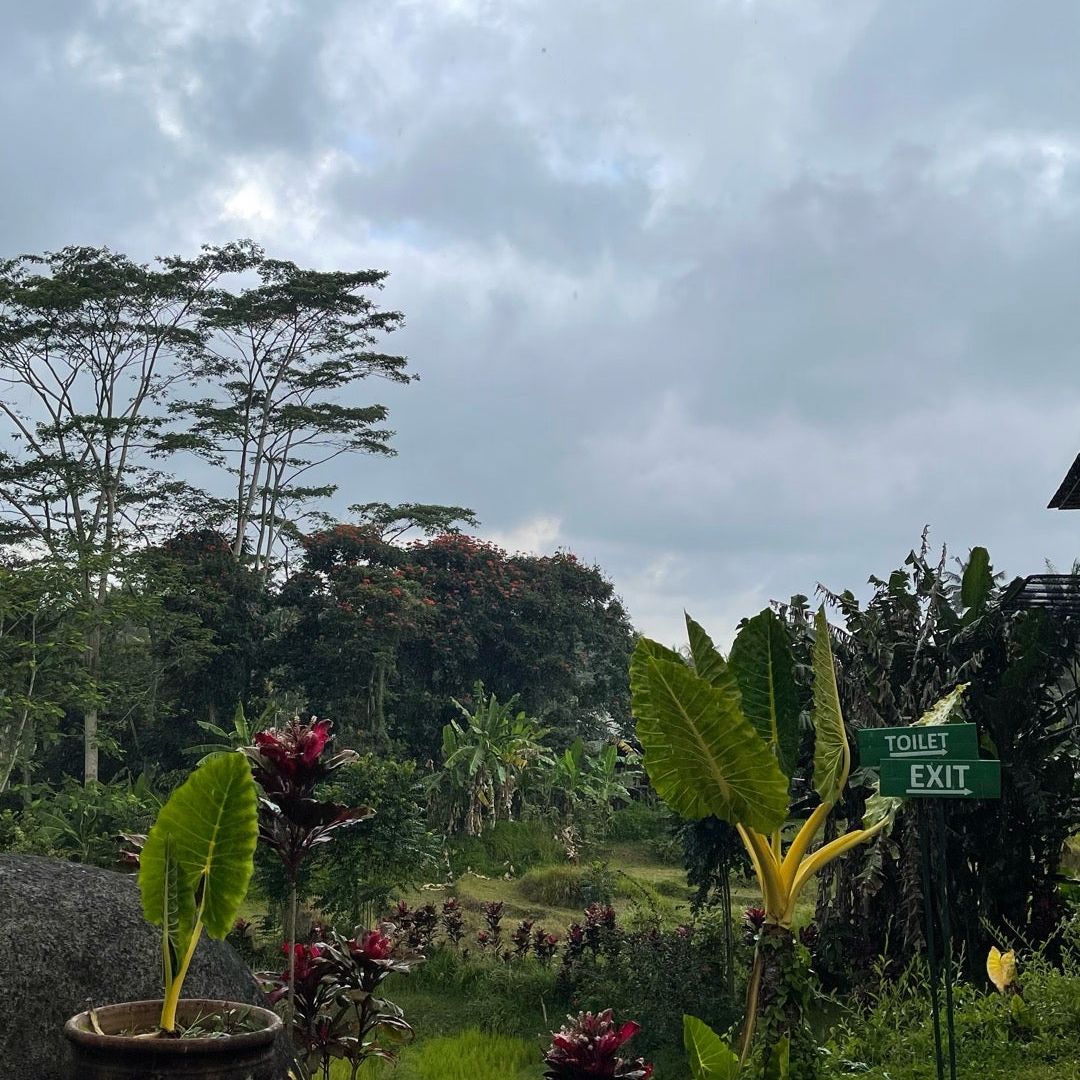 
Aloha Ubud Swing
 in Tegalalang