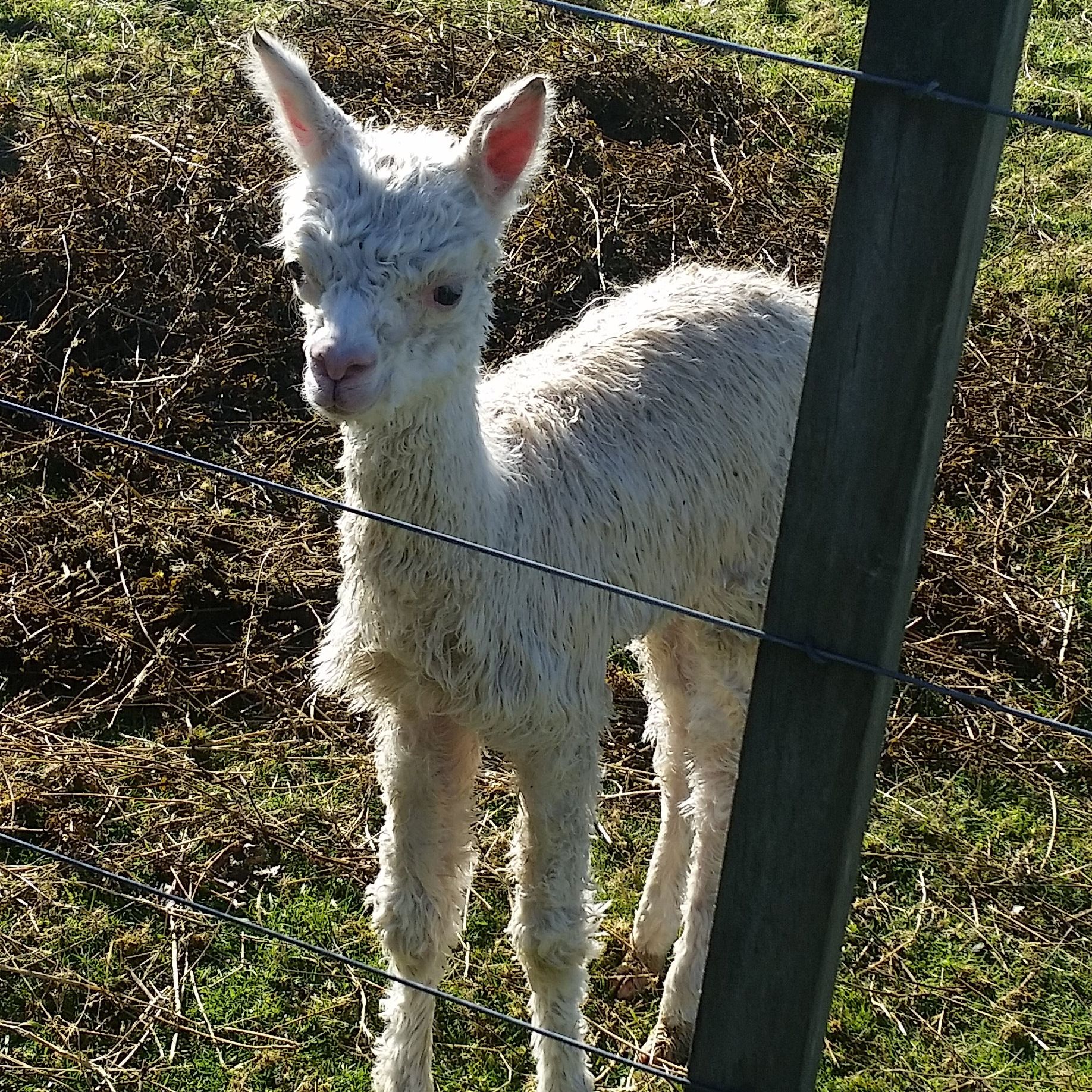 
Alpaca Farm Tours at Surico
 in Rotorua