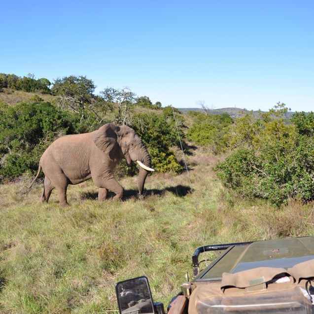 
Amakhala Game Reserve
 in Greater Addo