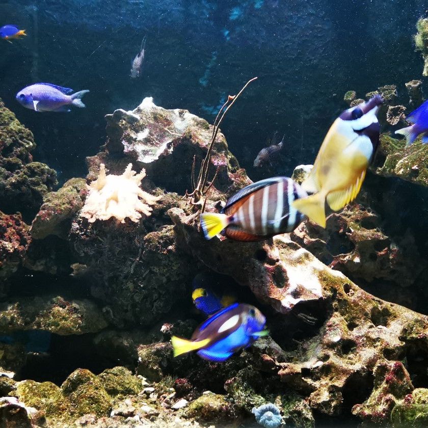 
Aquarium Crikvenica
 in Crikvenica