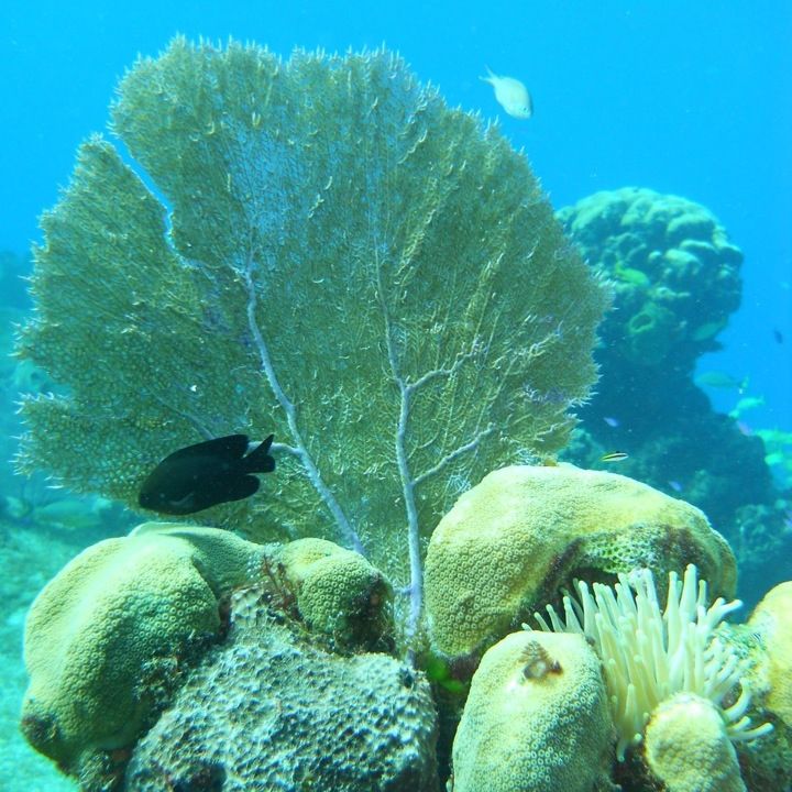 
Arrecife Cozumel
 in Cozumel