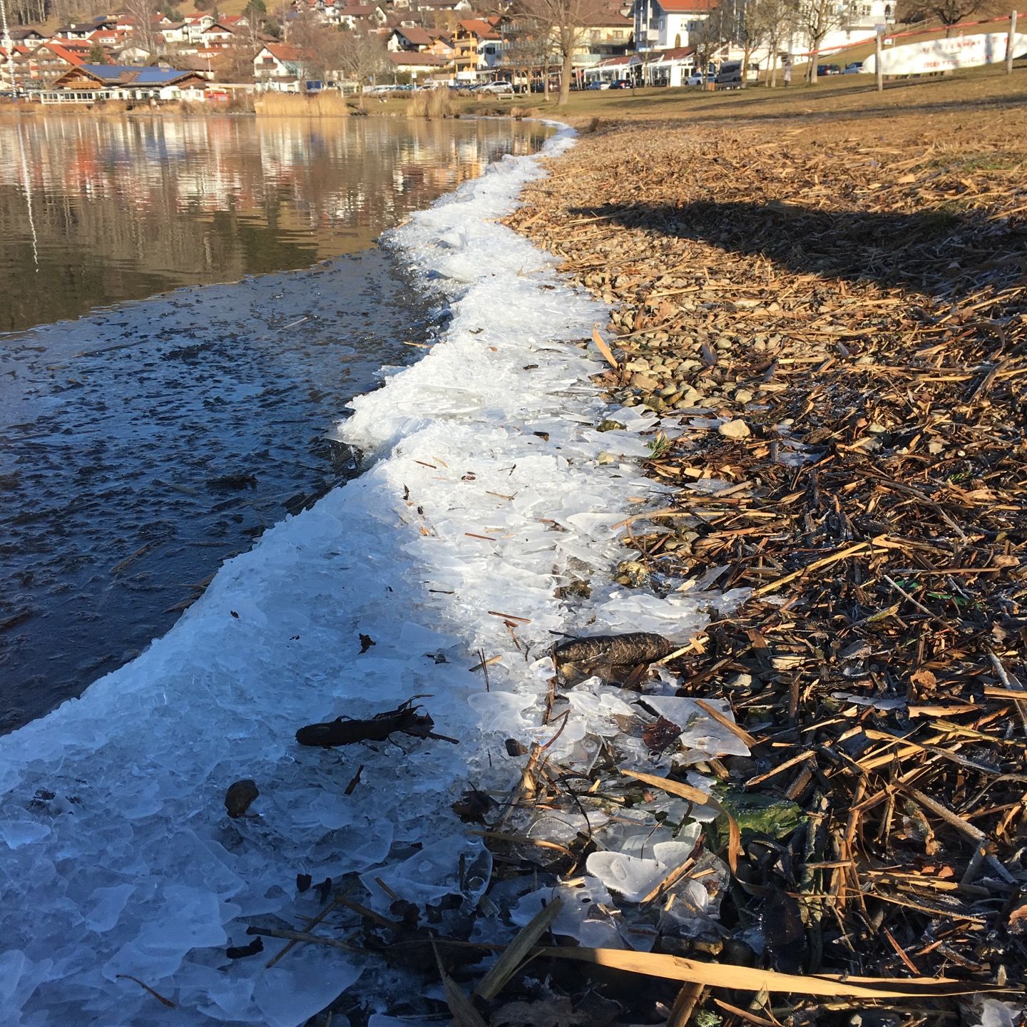 
Bade- und Uferwiese am Hopfensee
 in Neuschwanstein