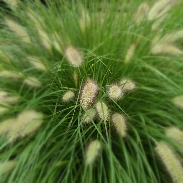 
Botanischer Garten
 in Linz