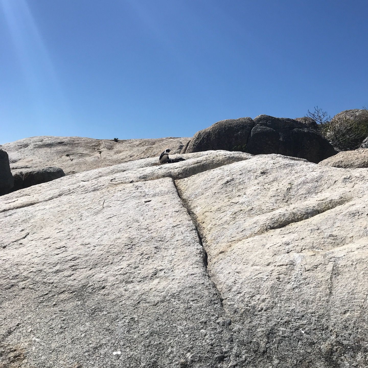 
Boulders Beach
 in Cape Peninsula