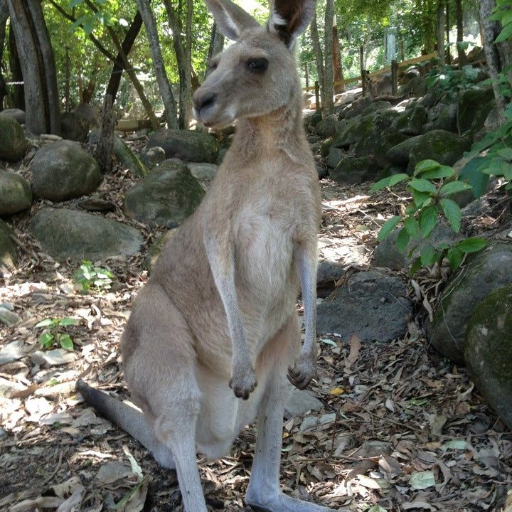 
Cairns Tropical Zoo
 in Palm Cove