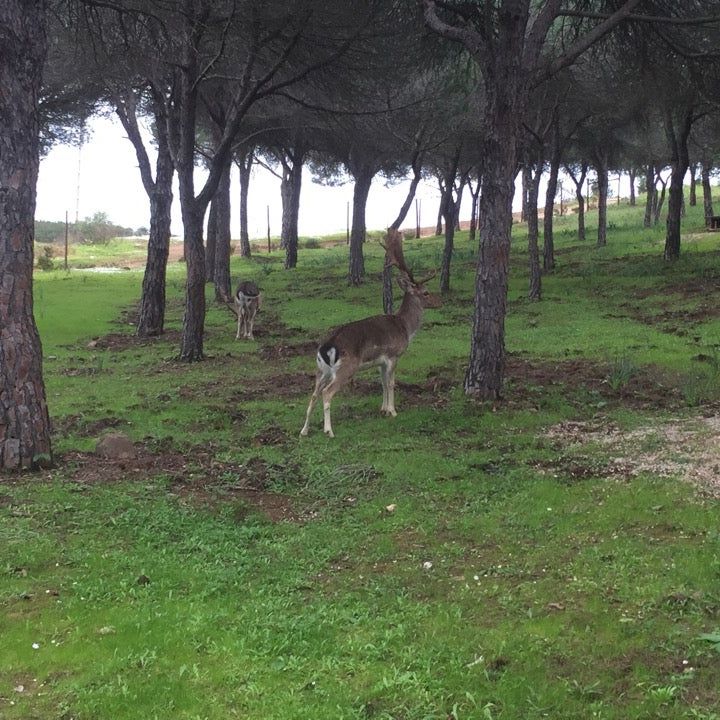 
Calico Park
 in Nature Reserve Ria Formosa