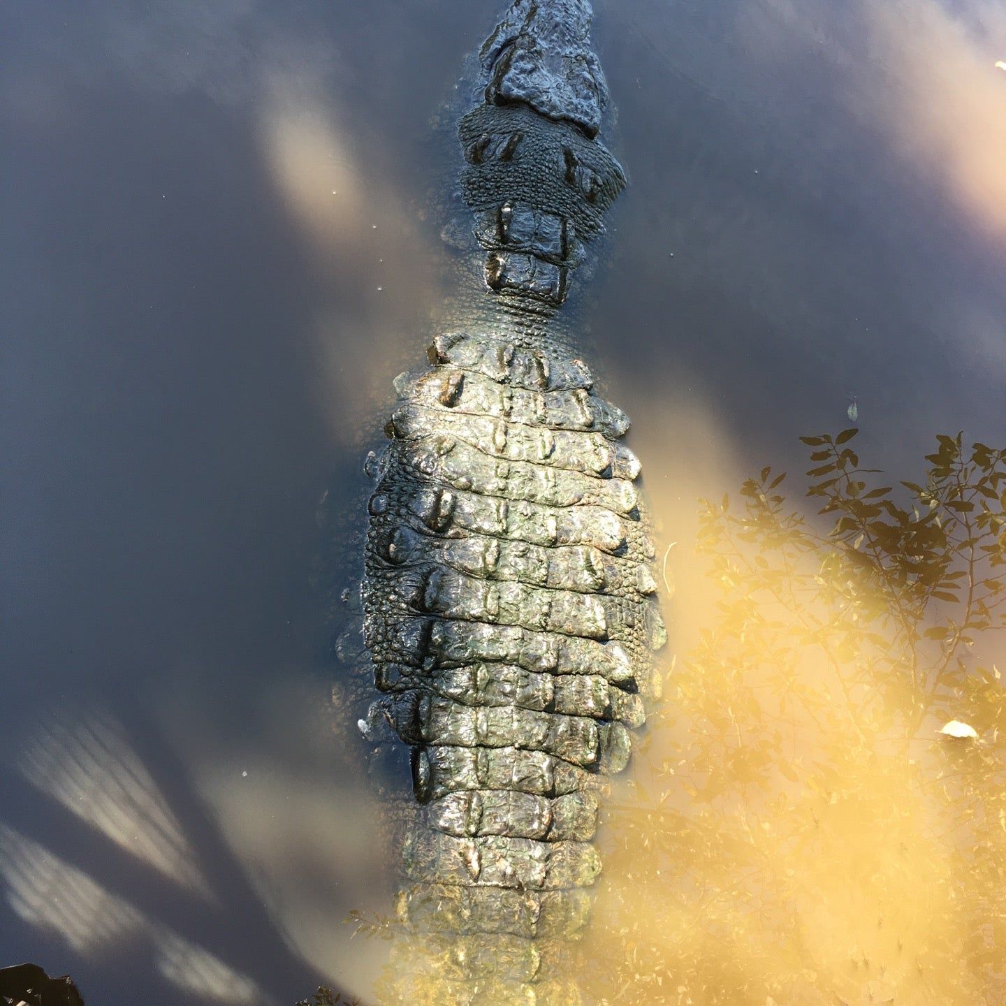 
Cocodrilario la Manzanilla
 in Pacific Coast