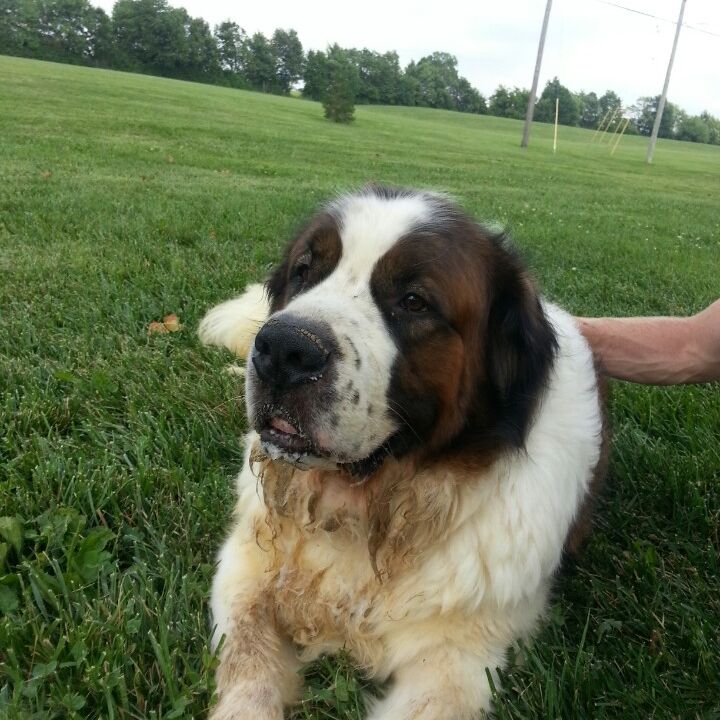 
Coldstream Dog Park
 in Lexington