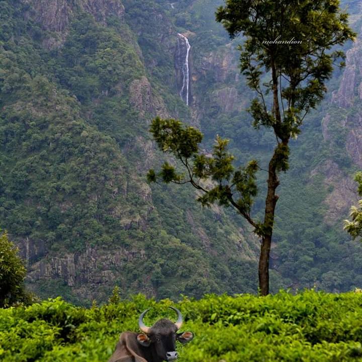 
Coonoor
 in Tamil Nadu