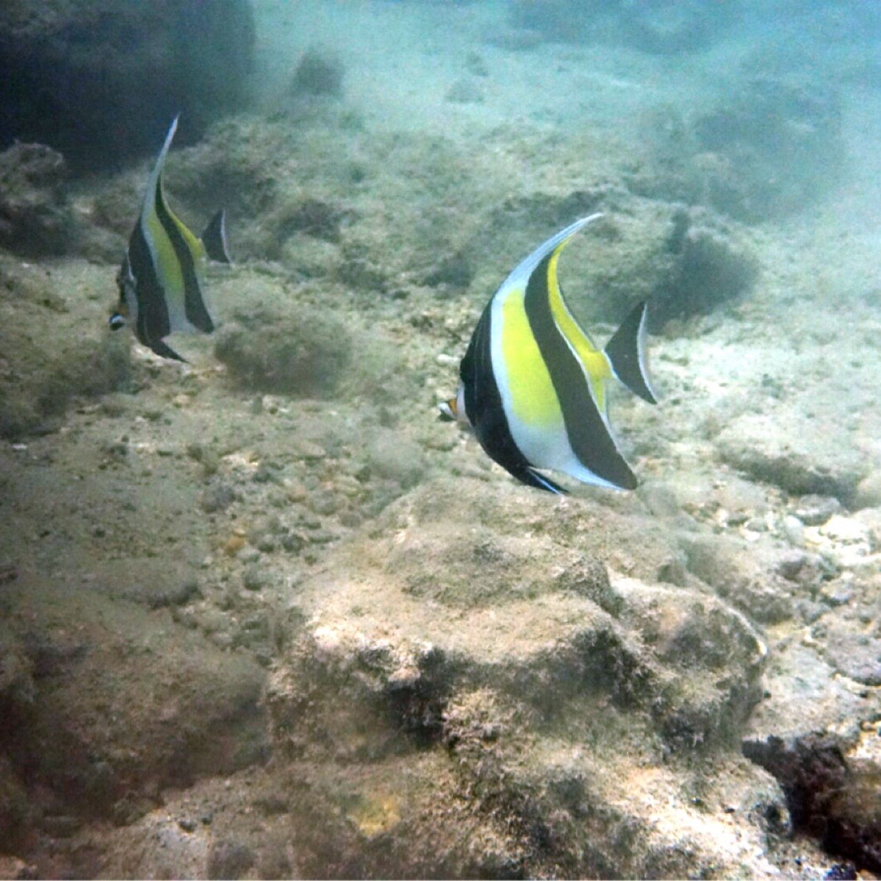 
Coral Gardens, Bora Bora
 in Bora Bora