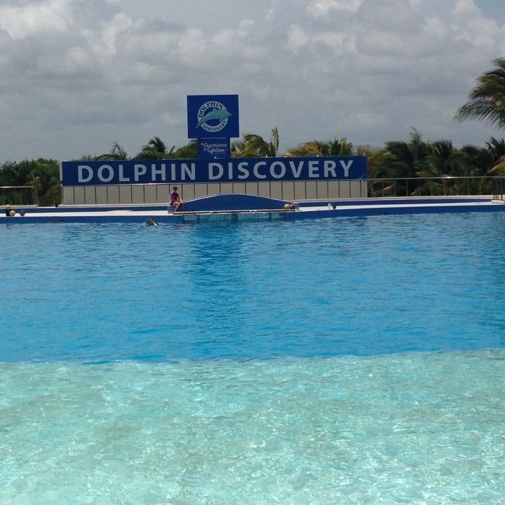 
Dolphin Maroma By Dolphin Discovery
 in Mexico