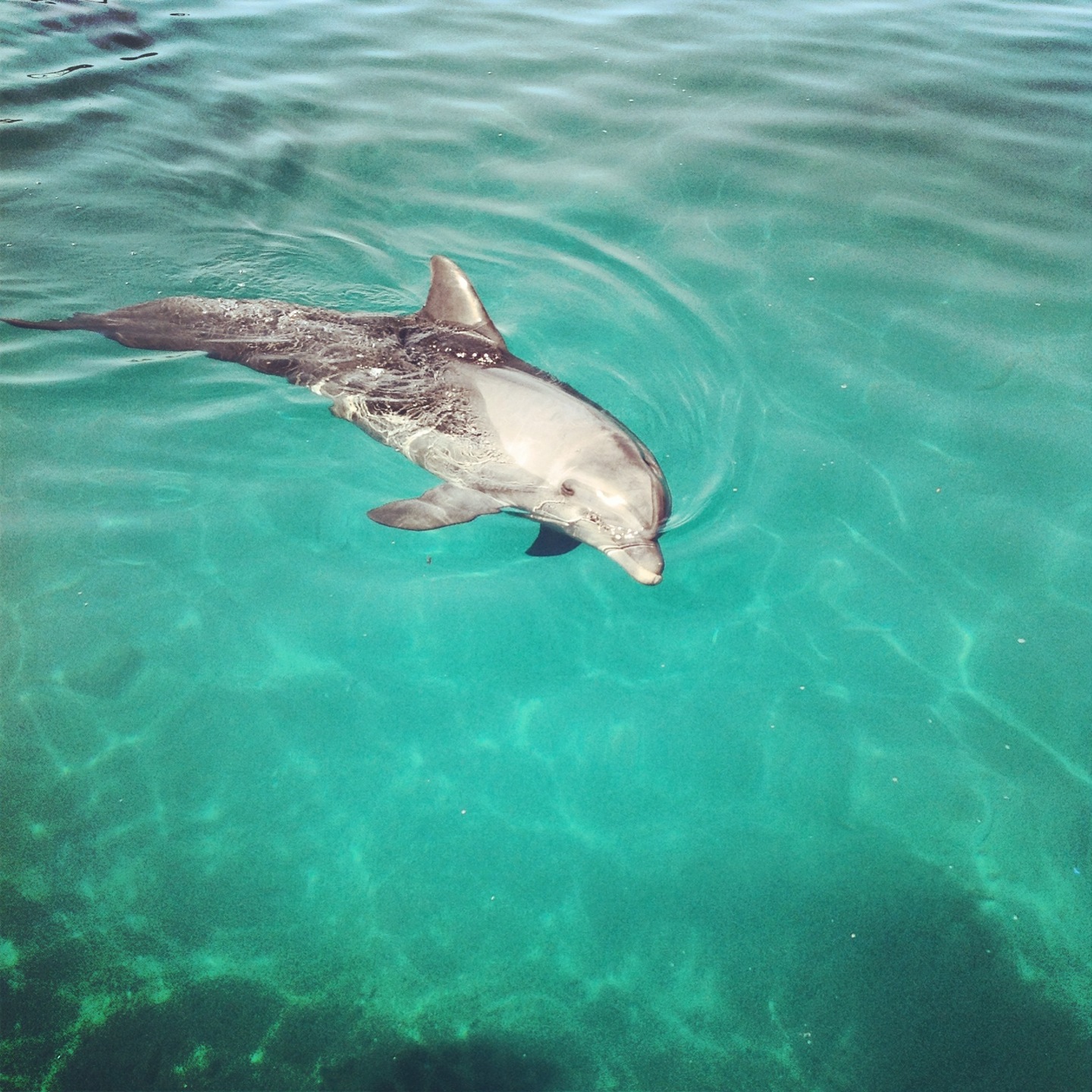 
Dolphin Reef
 in Red Sea