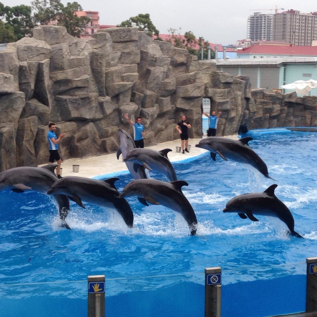 
Dolphinarium | დელფინარიუმი (დელფინარიუმი)
 in Ajara