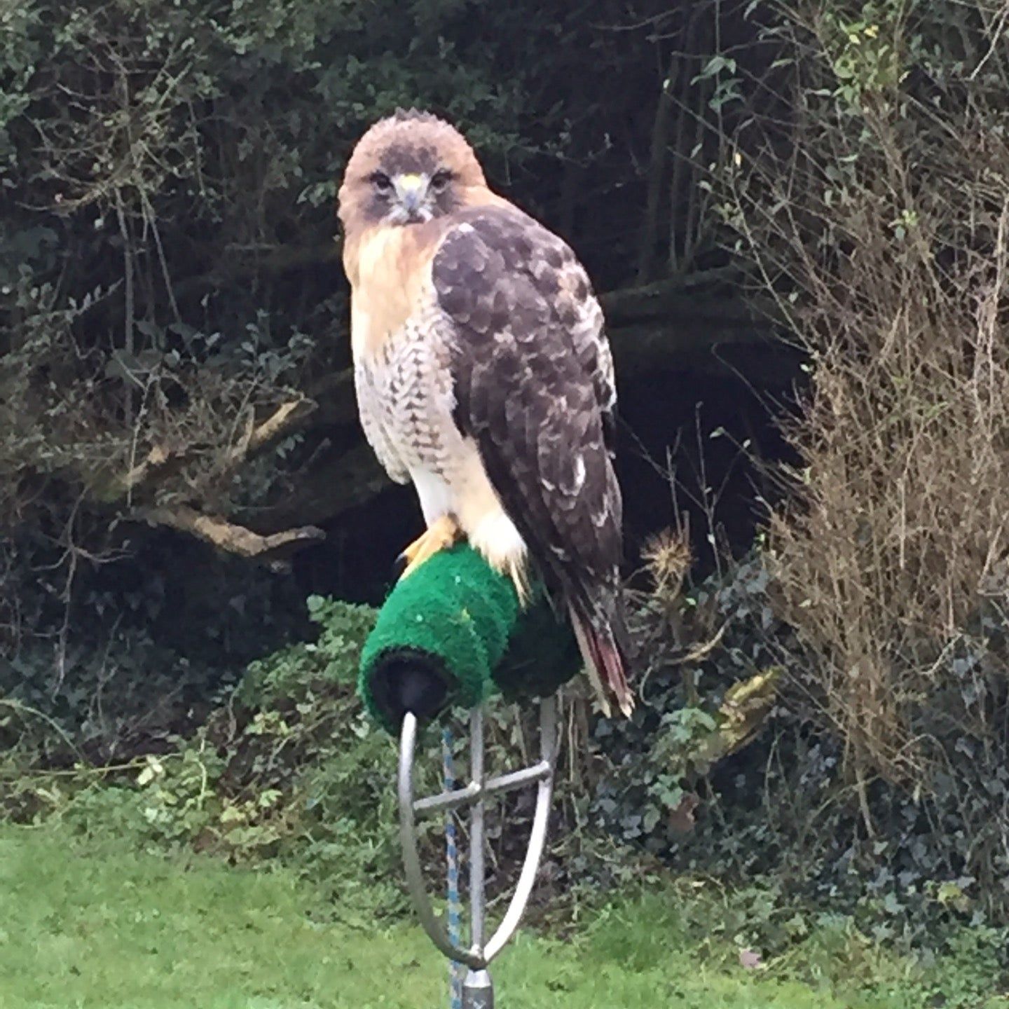 
Dromoland School of Falconry
 in Munster