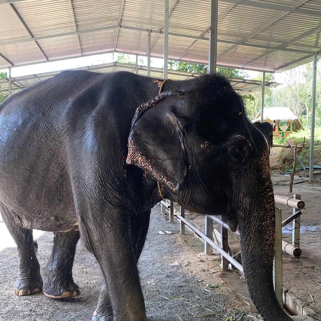 
Elephant Jungle Sanctuary
 in Nai Yang Beach