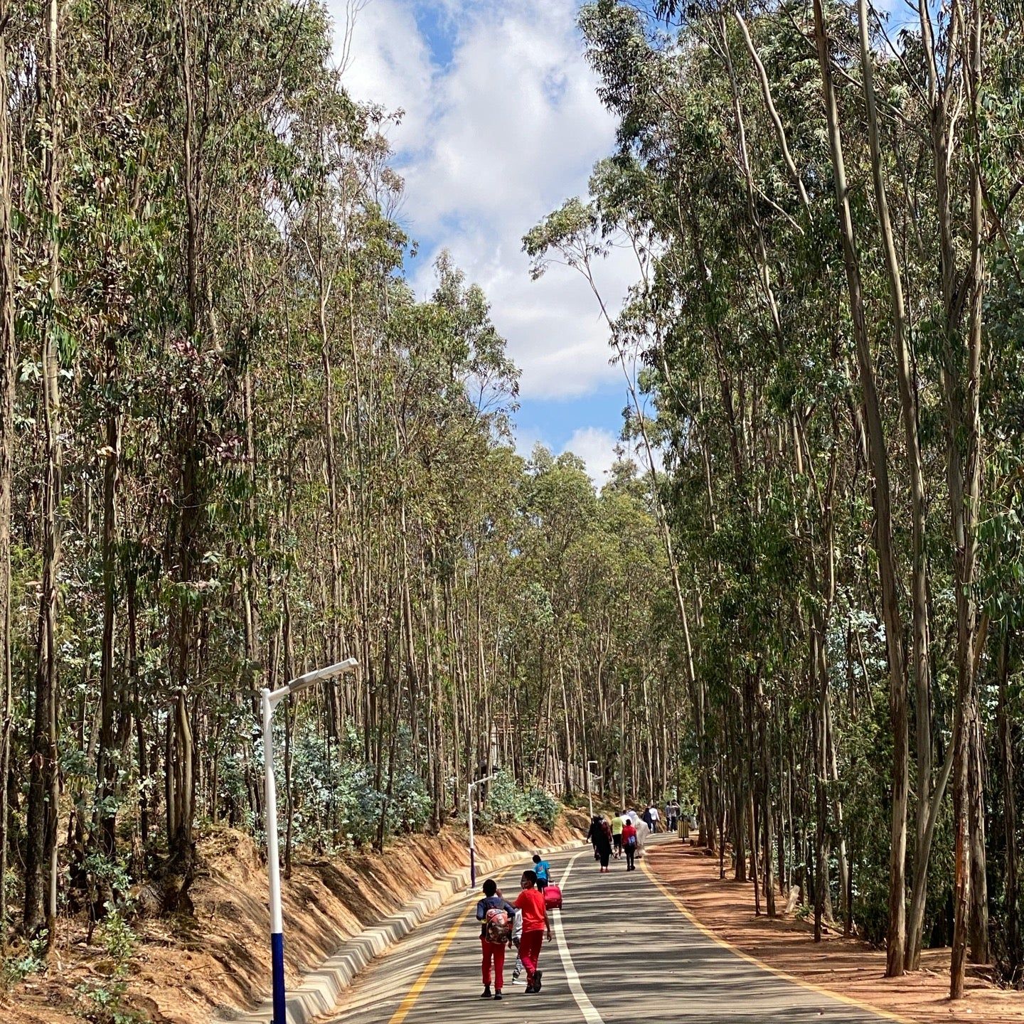 
Entoto Park
 in Addis Ababa