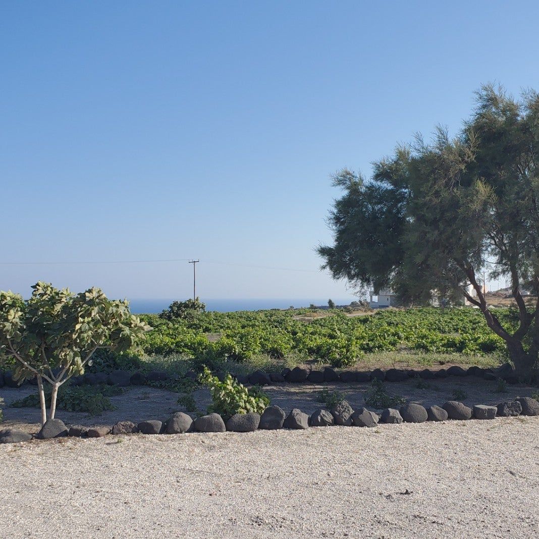 
Faros Market
 in Caldera South