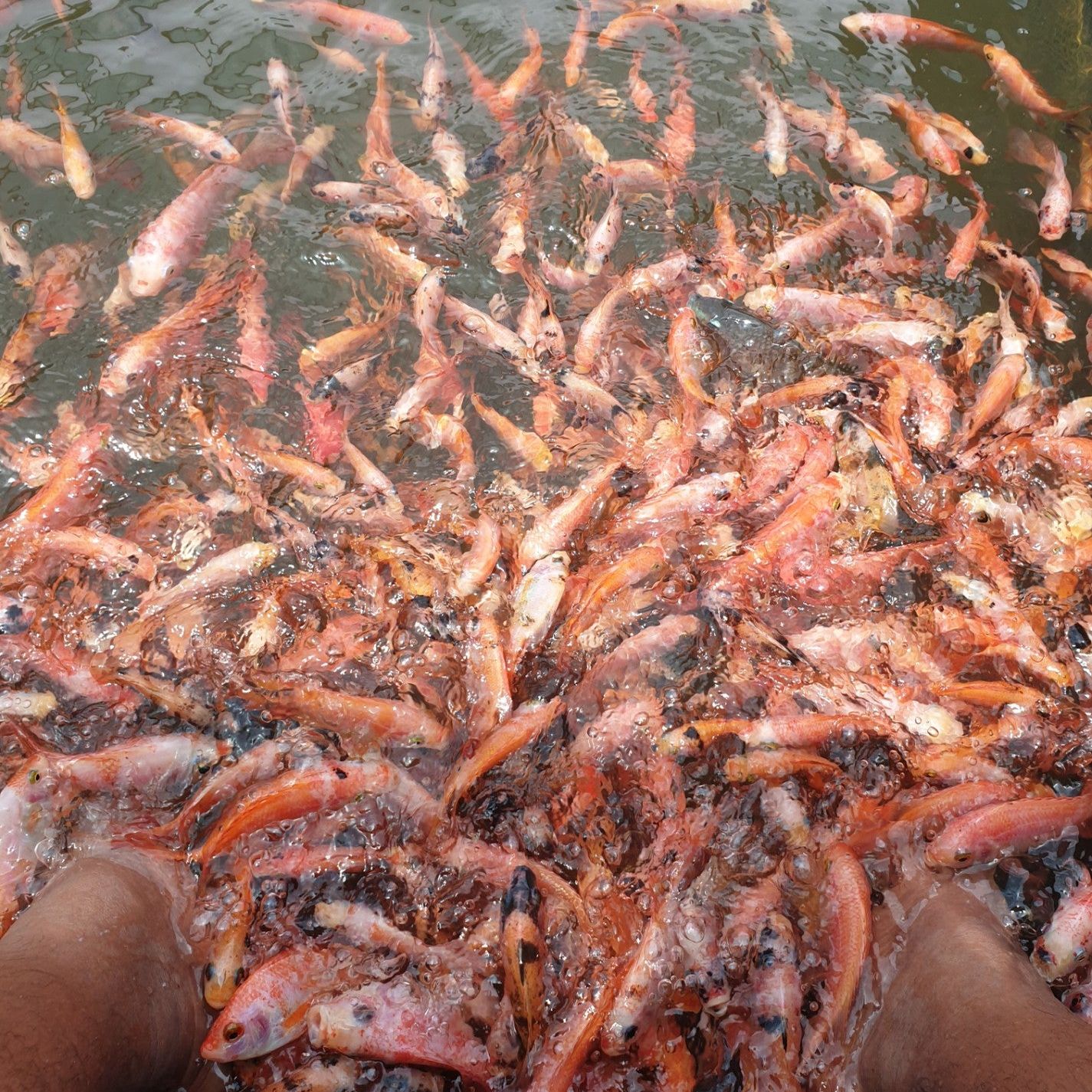 
Fish Massage
 in Balapitiya