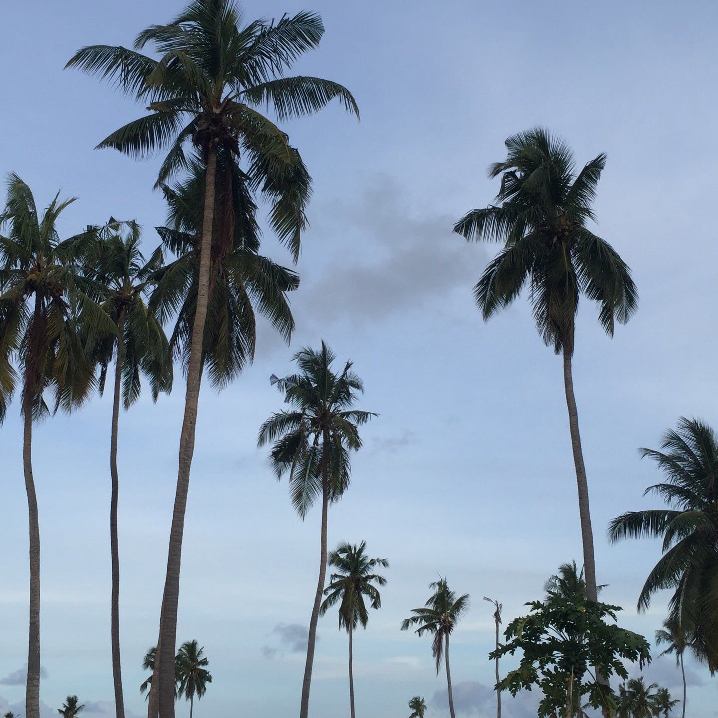 
Ga. Maamendhoo
 in Gaafu Alifu Atoll