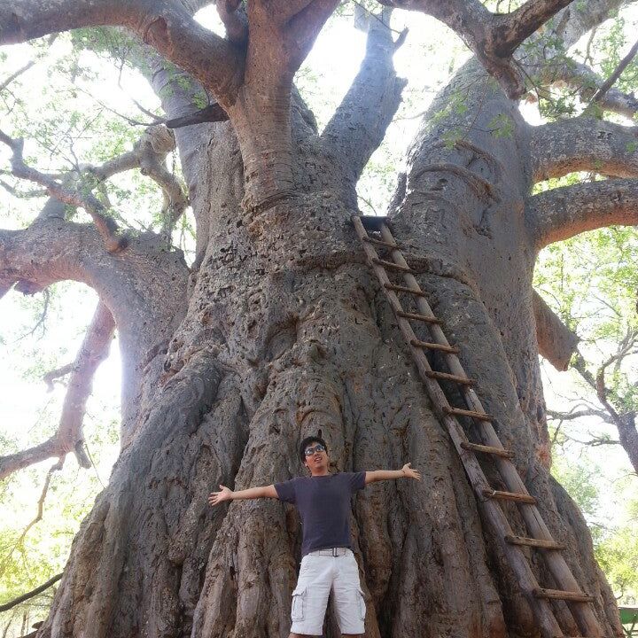 
Giant Baobab
 in Limpopo