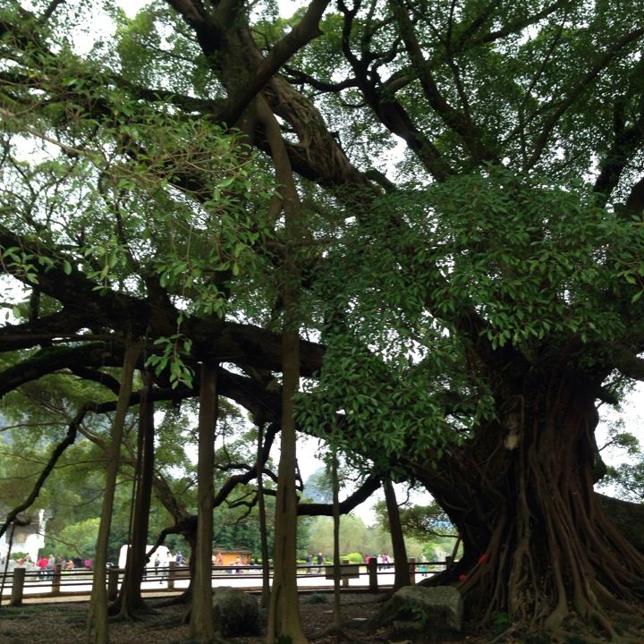 
Grand Banyan tree scenic area
 in Yangshuo