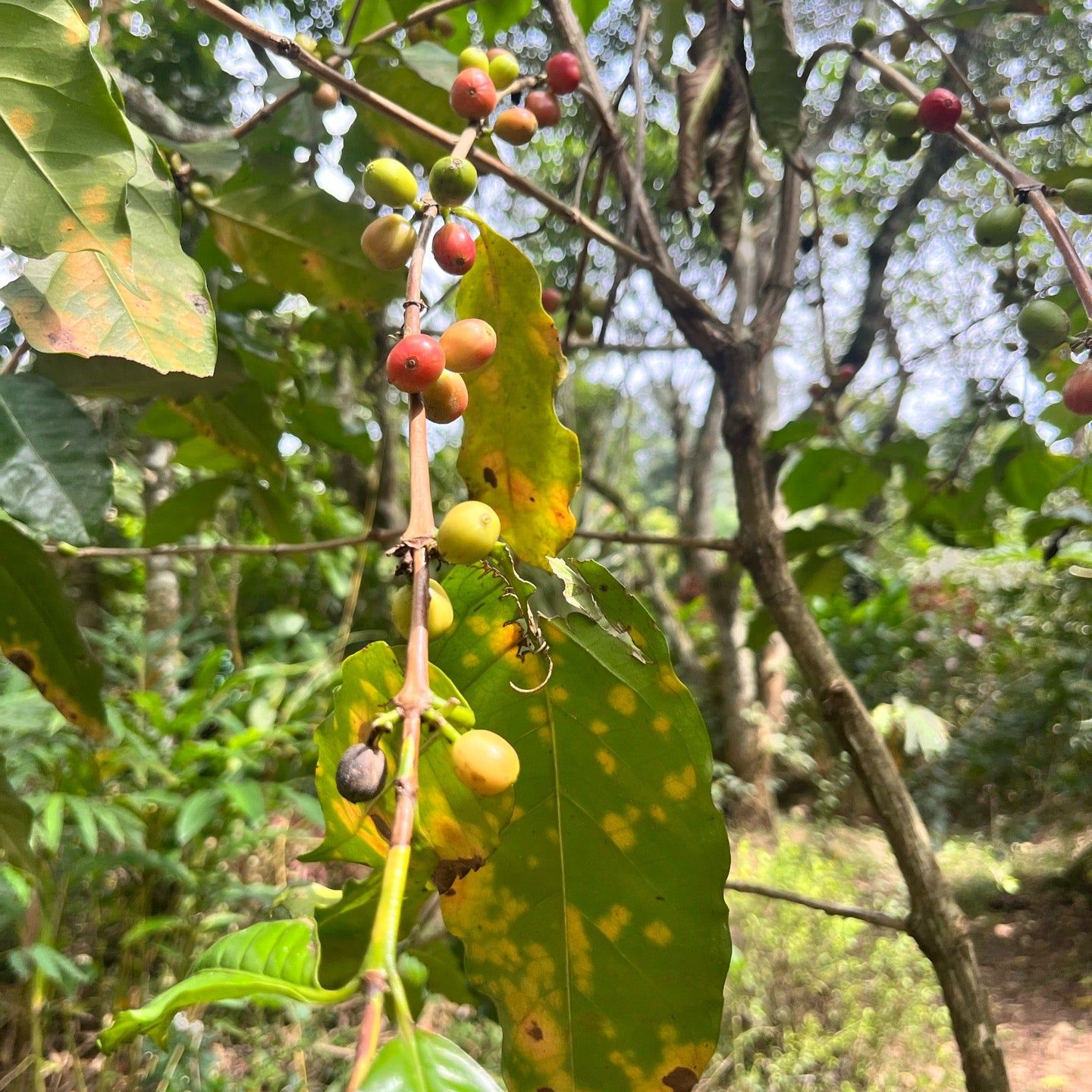 
Green Valley Spice & Ayurvedic Plantation
 in Thekkady