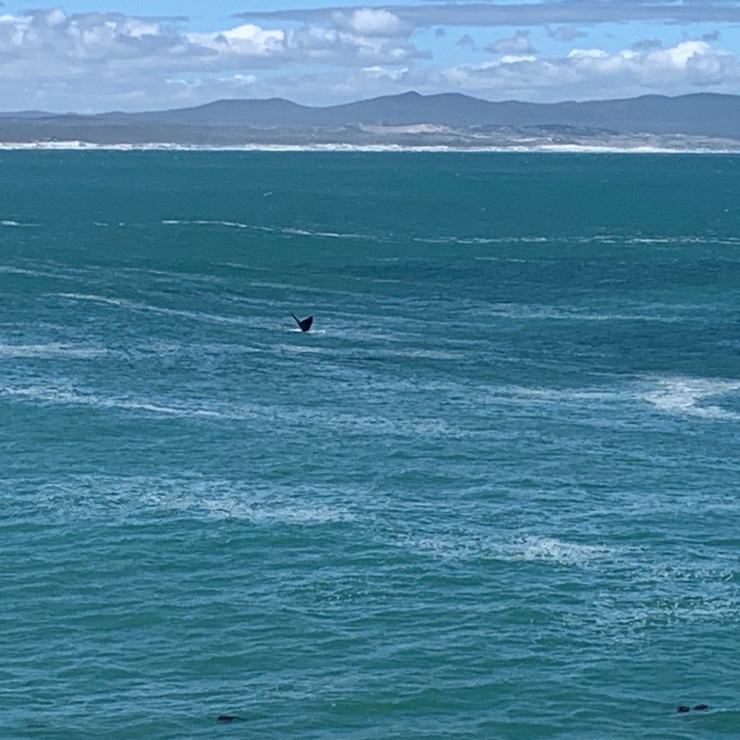 
Hermanus Whale Lookout
 in Walker Bay Nature Reserve