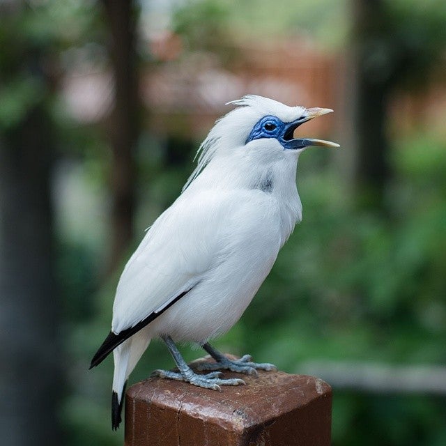 
Hong Kong Park Aviary (香港公園觀鳥園)
 in Hong Kong Country