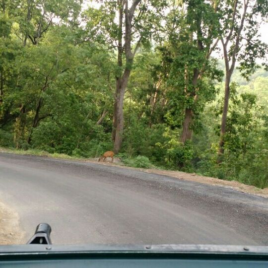 
Jim Corbett National Park Reservation
 in Rāmnagar