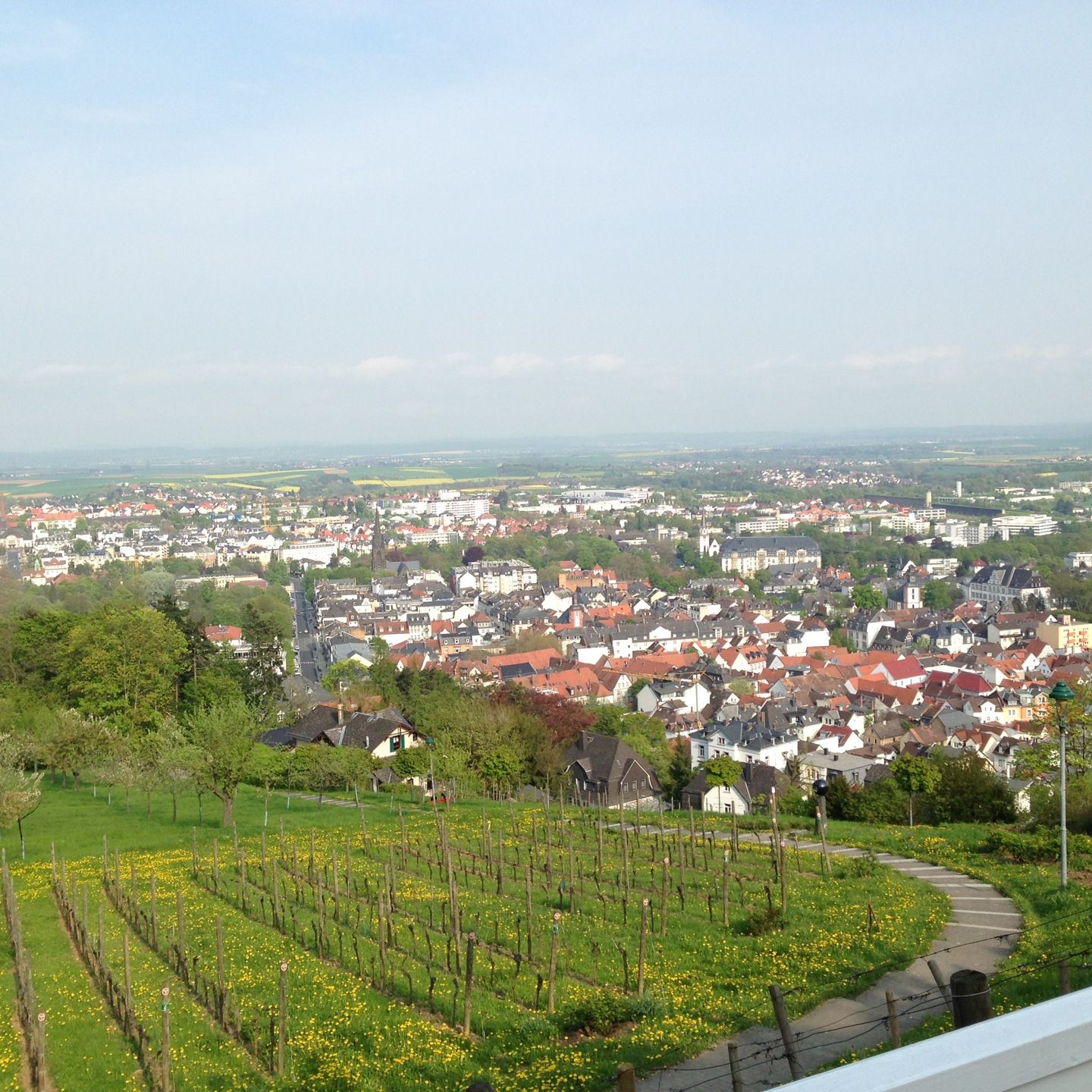 
Johannisberg
 in Taunus