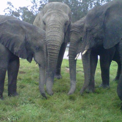 
Knysna Elephant Park
 in Plettenberg Bay