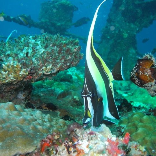 
Kudima Wreck
 in Ari Atoll