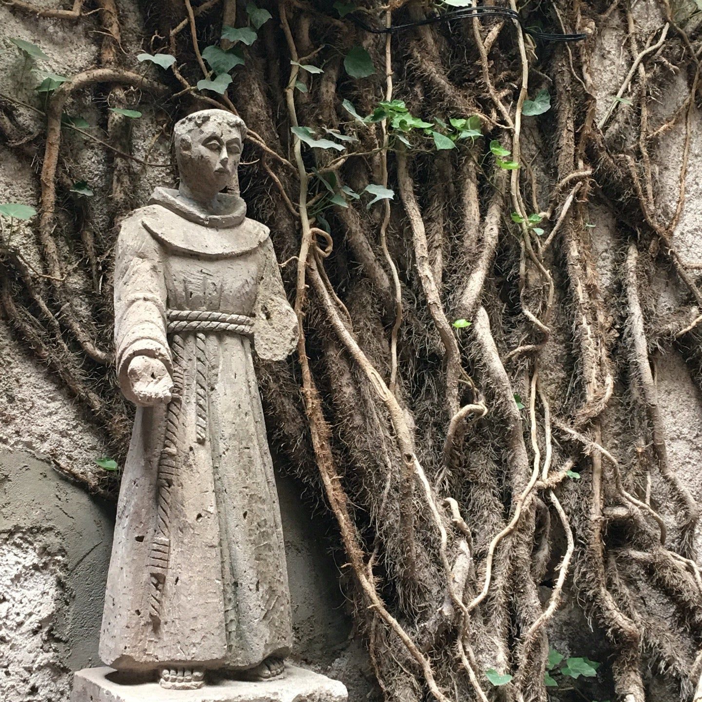 
Lavanda
 in El Bajio