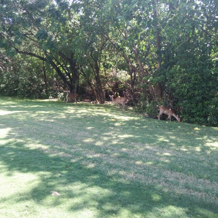 
Legend Golf Ile Maurice
 in Belle Mare