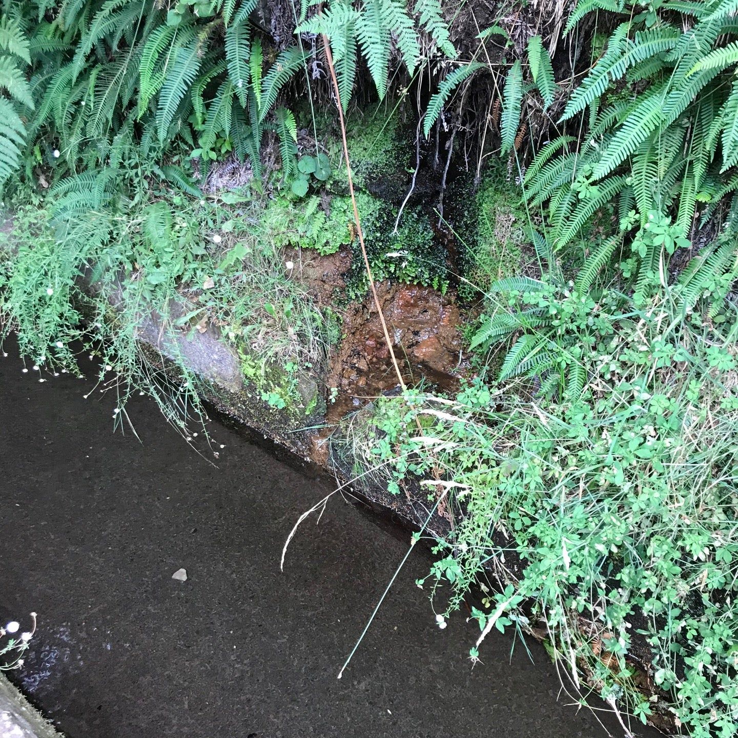 
Levada do Alecrim
 in Madeira