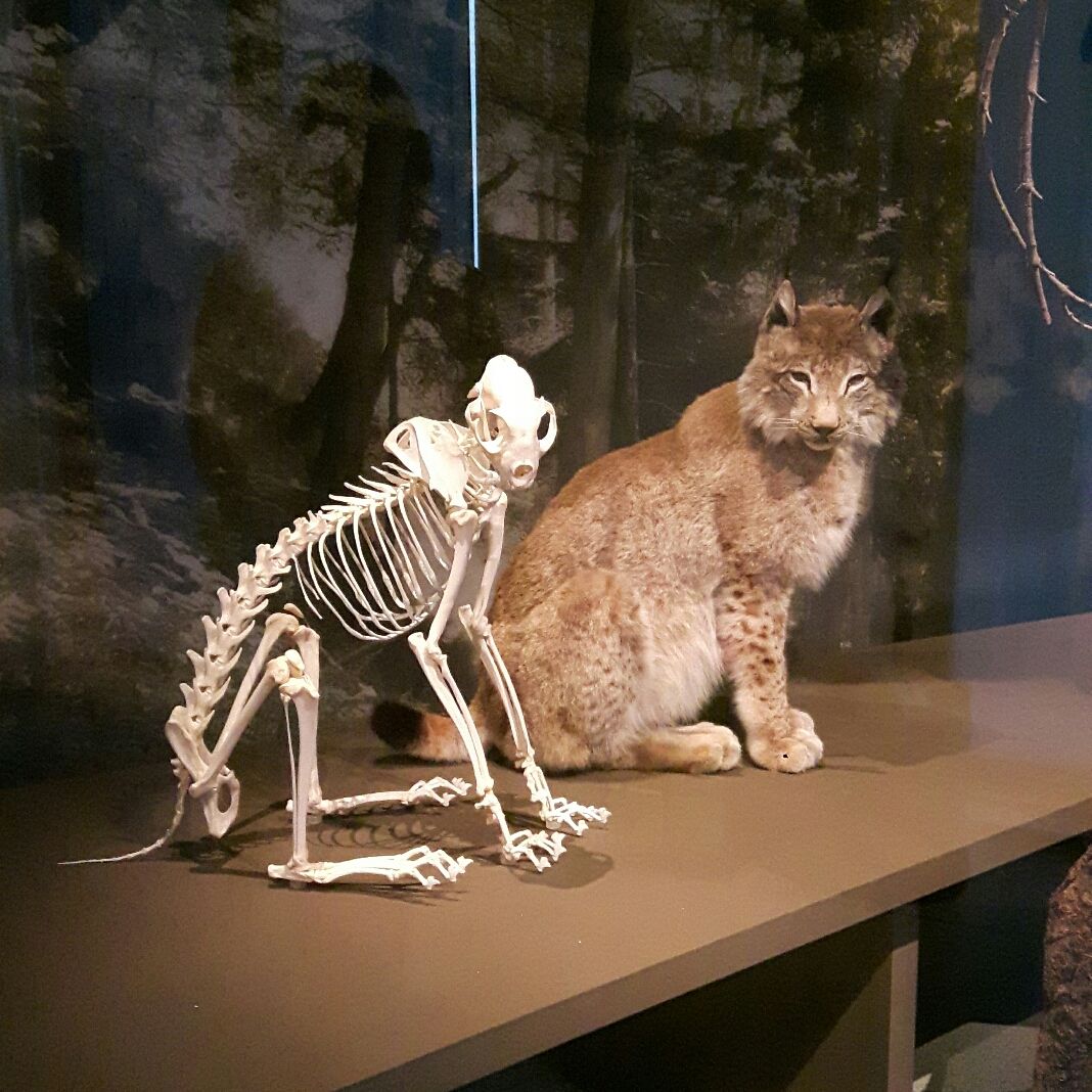 
Liechtensteinisches Landes Museum
 in Rhine Valley