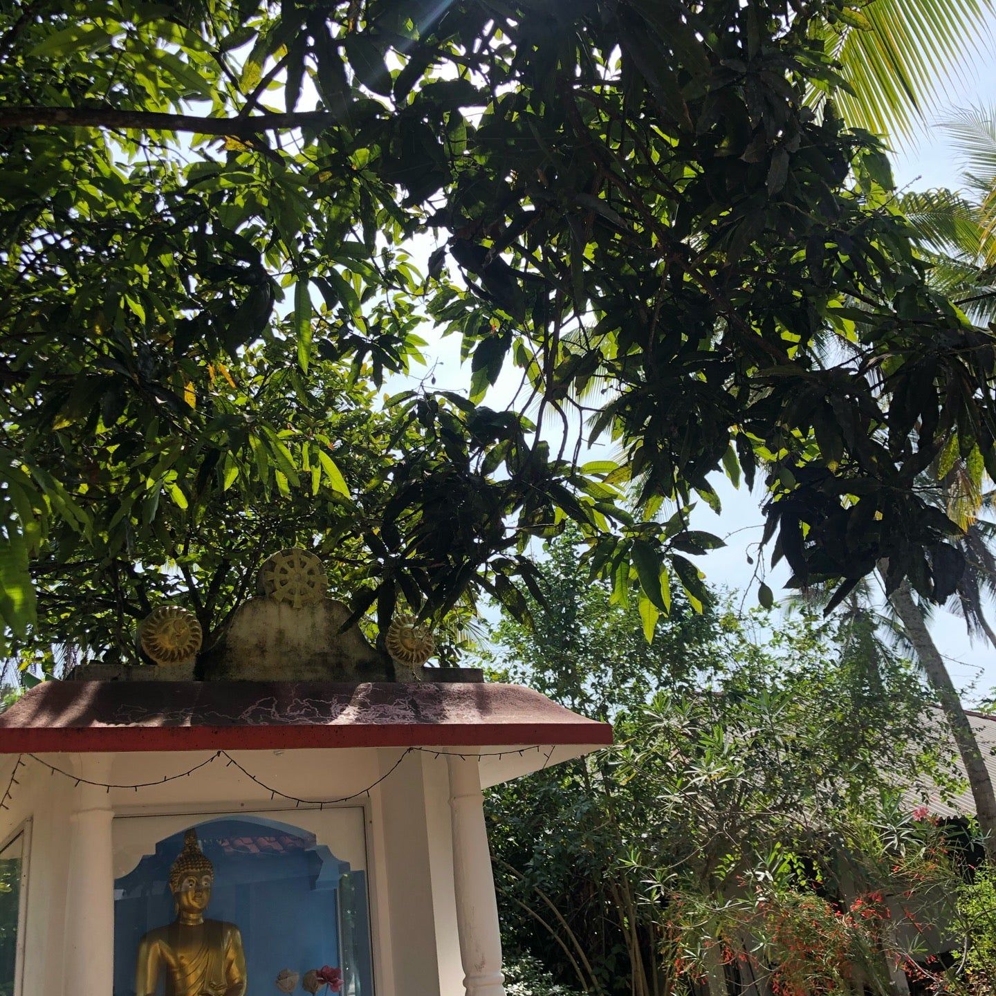 
Madu River Safari
 in Balapitiya