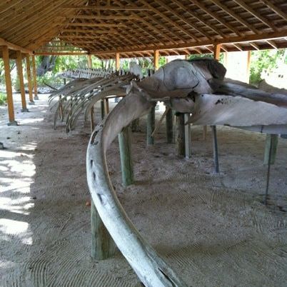 
Meeru Whale Skeleton
 in Male Atoll