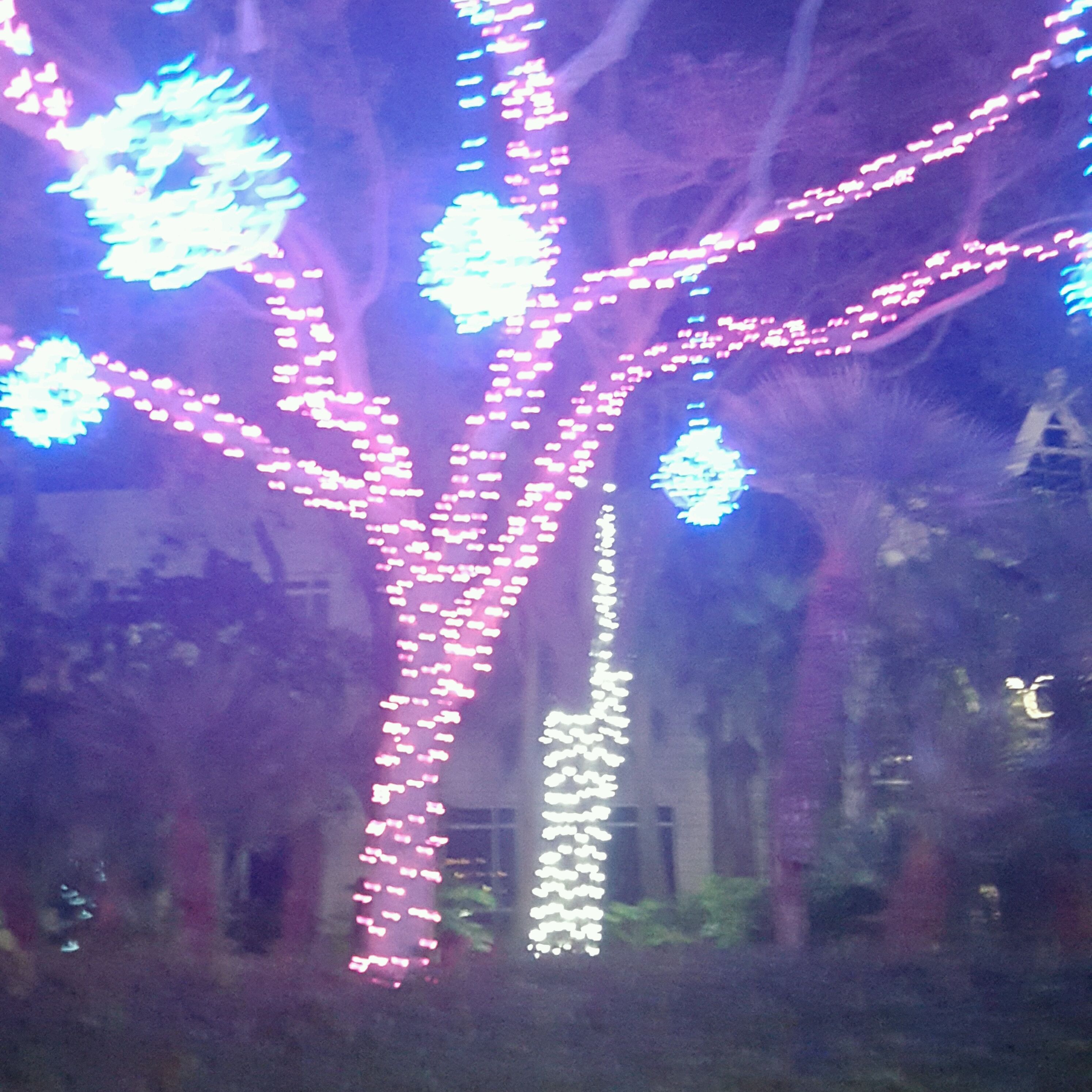 
Moody  Gardens Festival of Lights
 in Galveston