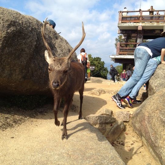 
Mt. Misen Summit (弥山頂上)
 in Miyajima