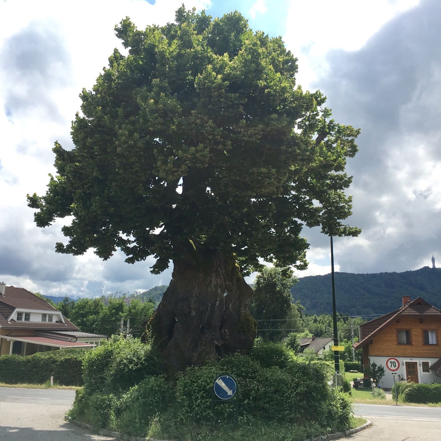 
"Napoleonlinde" - 1000 Jährige Linde
 in Pörtschach Am Wörthersee