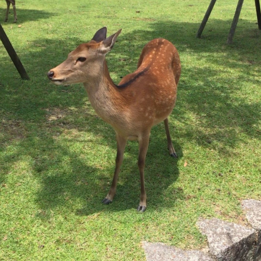 
Nara Park (奈良公園)
 in Nara