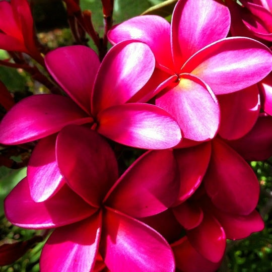 
National Tropical Botanical Garden
 in Koloa