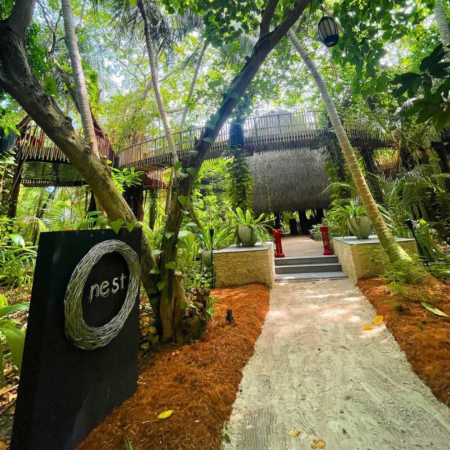 
Nest
 in Dhaalu Atoll