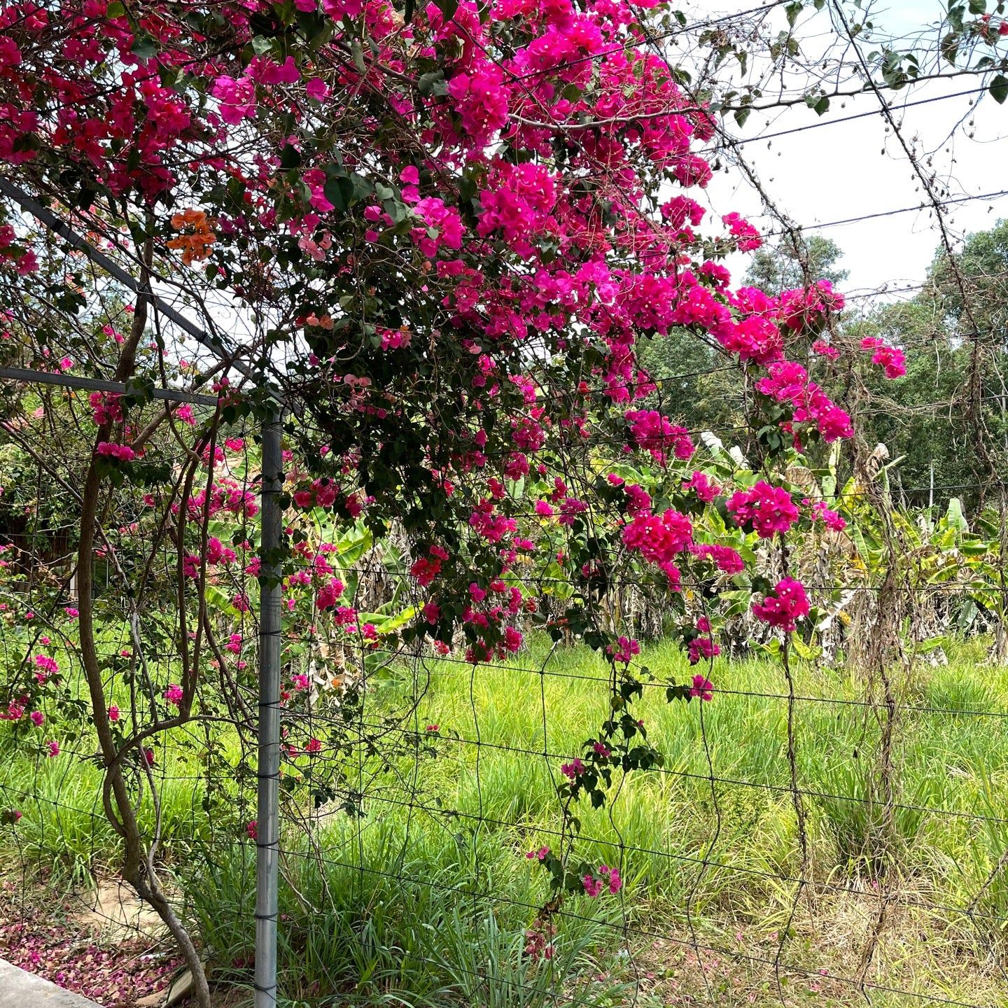 
Nha Tu Phu Quoc
 in Khanh Hoa