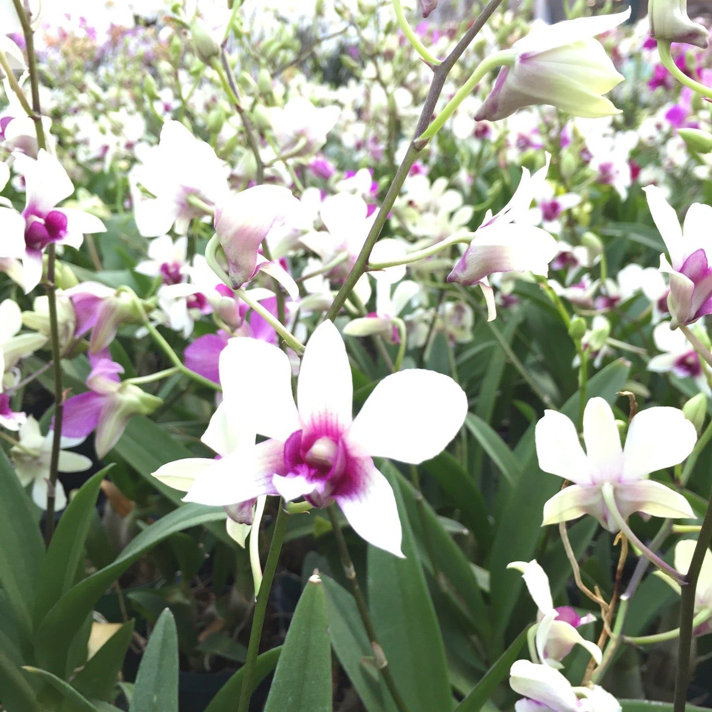 
Orquidario
 in Petrópolis