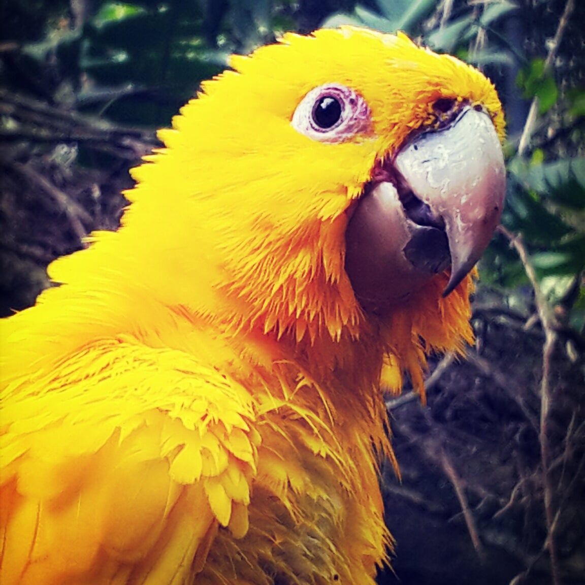 
Parque das Aves
 in Foz Do Iguaçu