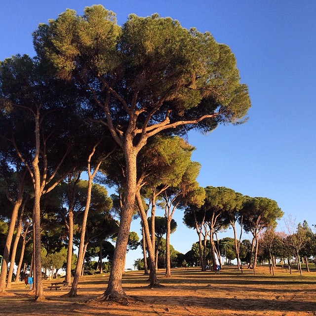 
Parque de los Pinos
 in Washington Irving